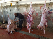 صور: اقبال منقطع النظير على مشروع احياء سنة العقائق في جمعية يافا للاغاثة الانسانية